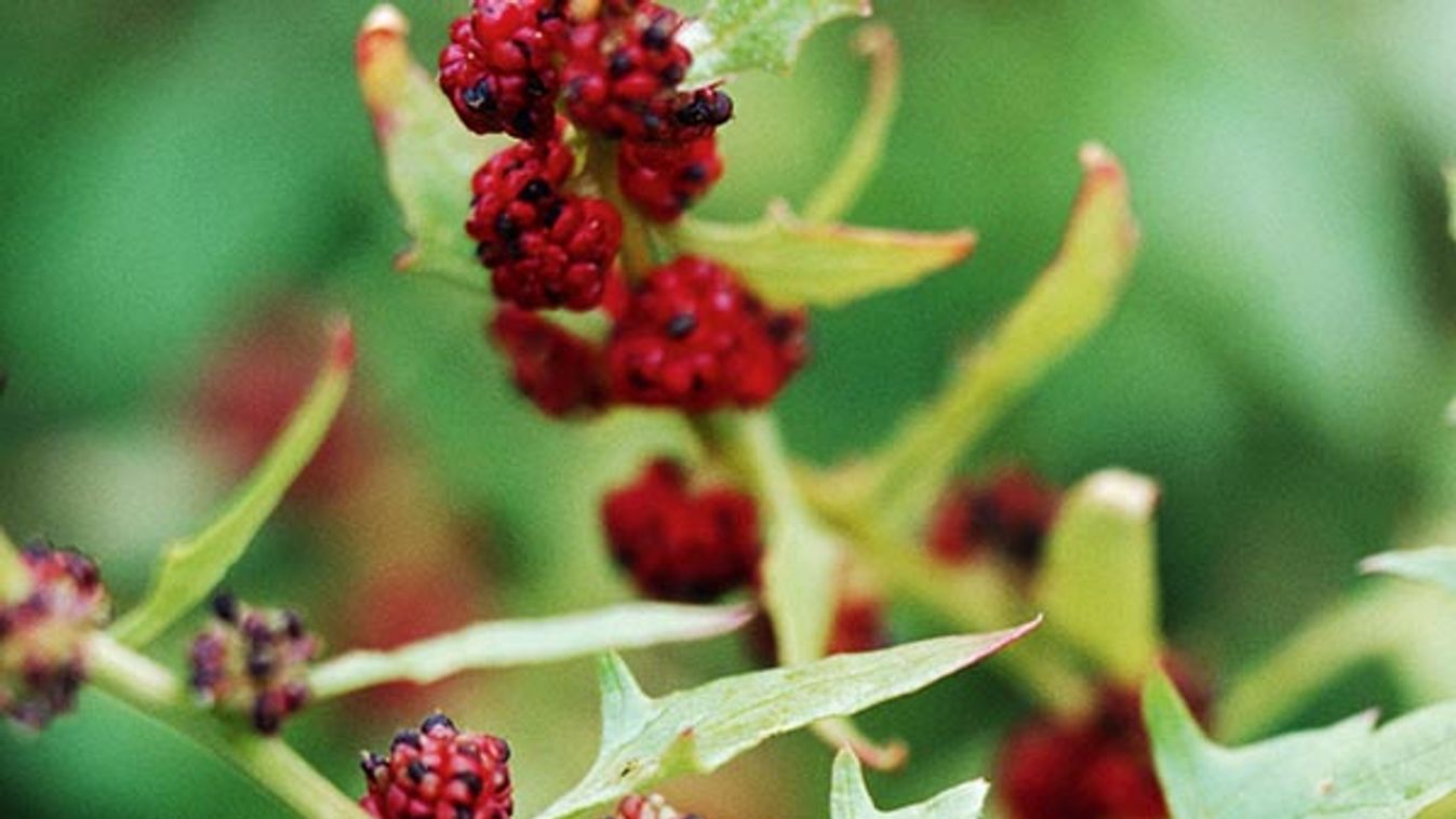 blite goosefoot, strawberry blite (Chenopodium capitatum, Blitum capitatum), fruits