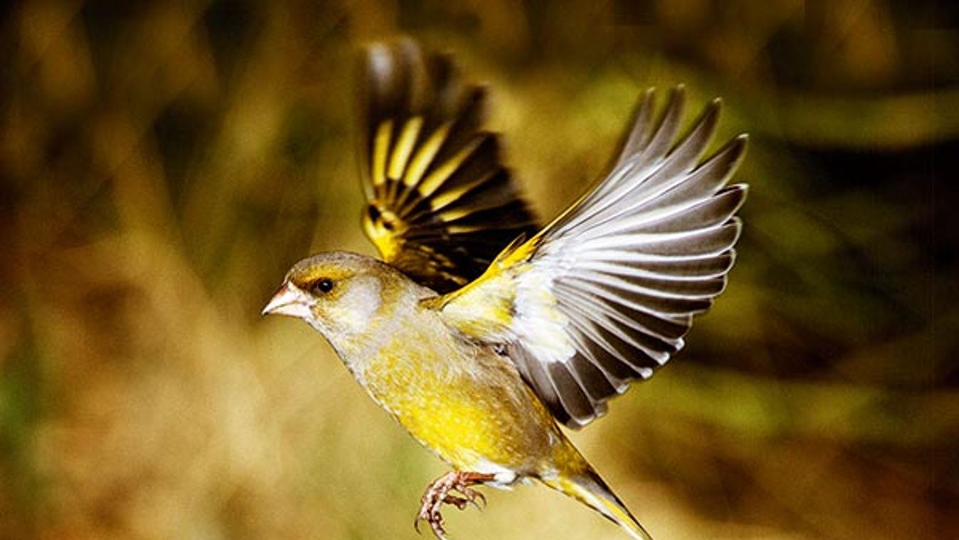 Greenfinch