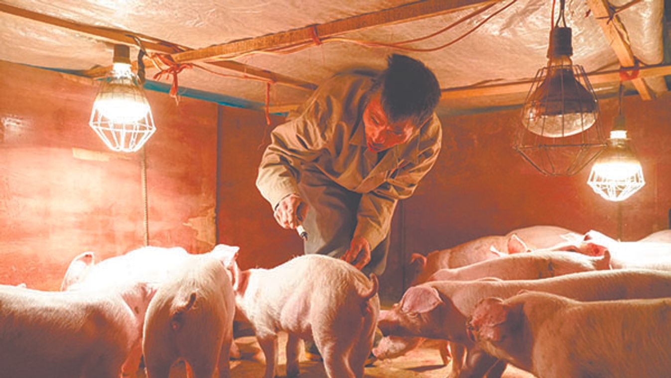 CHINA-GUIZHOU-POVERTY-PIG-RAISING (CN)