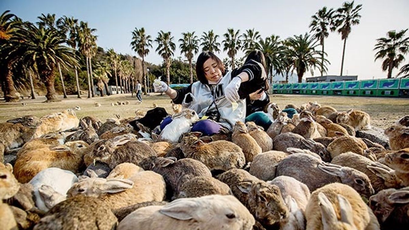 Bunnies Attract Tourists To A Japanese Islet Okunoshima