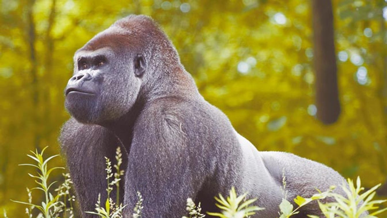 A gorilla éve