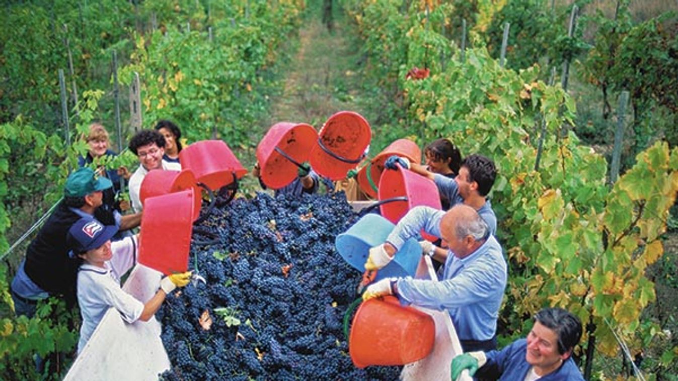 Black Grape Harvest