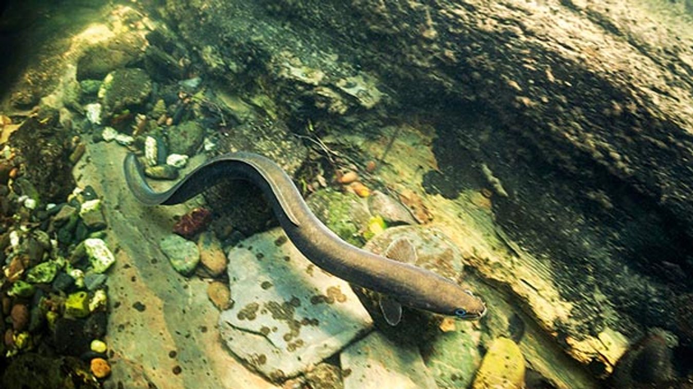 A river eel (Anguilla anguilla) swimming in the Nivelle river (France). Anguille commune nageant dans la Nivelle (France).