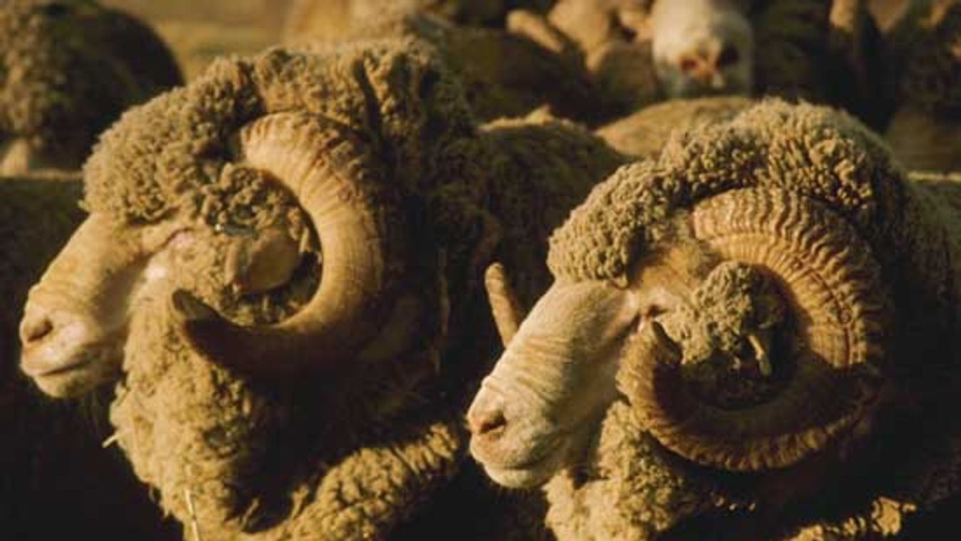 Merino Sheep Rams