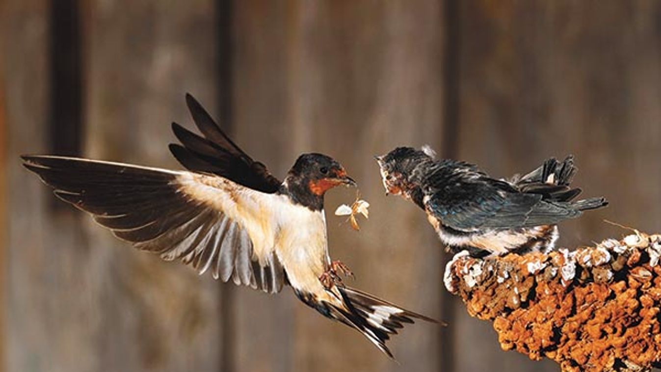 Barn Swallow flying and feeding her brood- Spain,