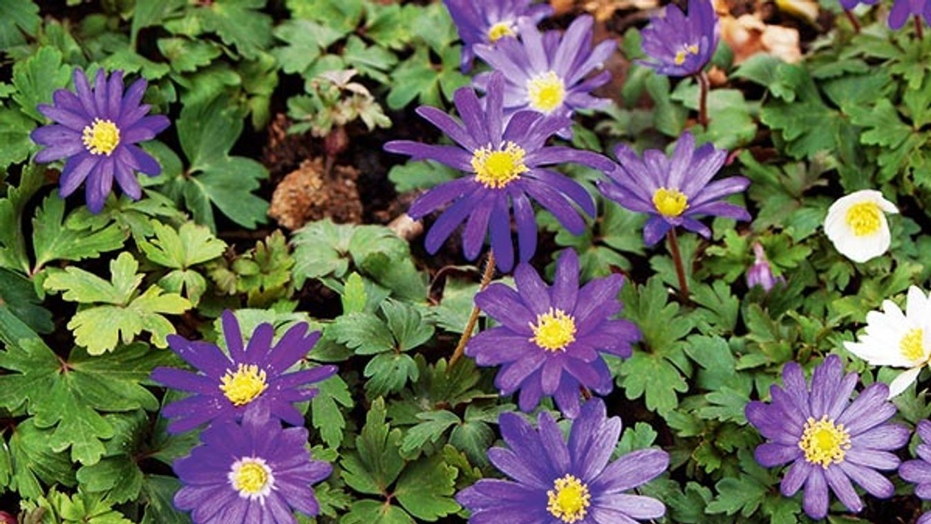 Anemone blanda 'Blue Shades'