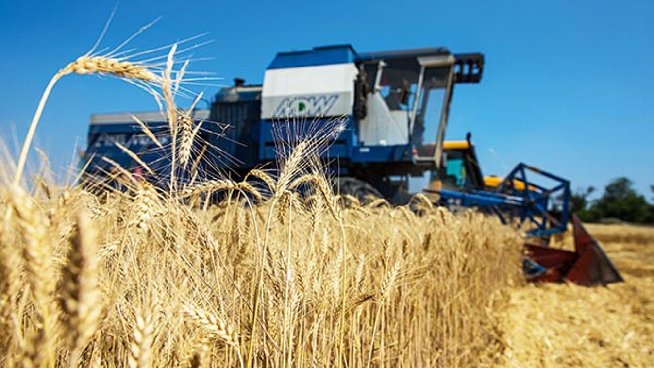 Takarmányból kenyeret - Megvan, miből sütik a jövő biokenyerét