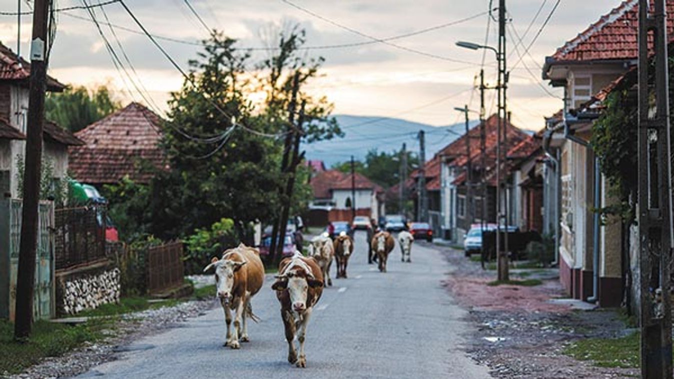 Marha jó elmék - A teheneket se sértegessük