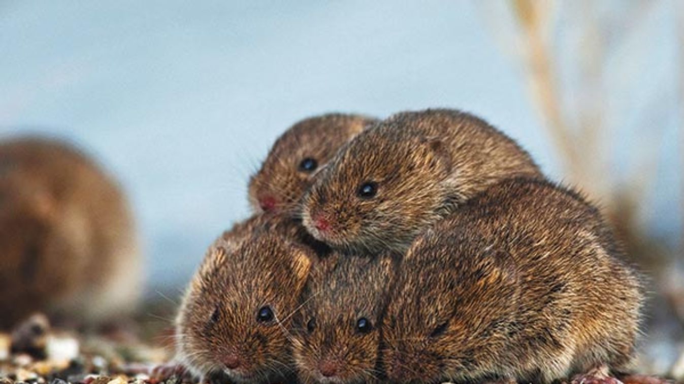 Common voles (Microtus arvalis / arvensis) huddling together on dike and seeking refuge at spring ti