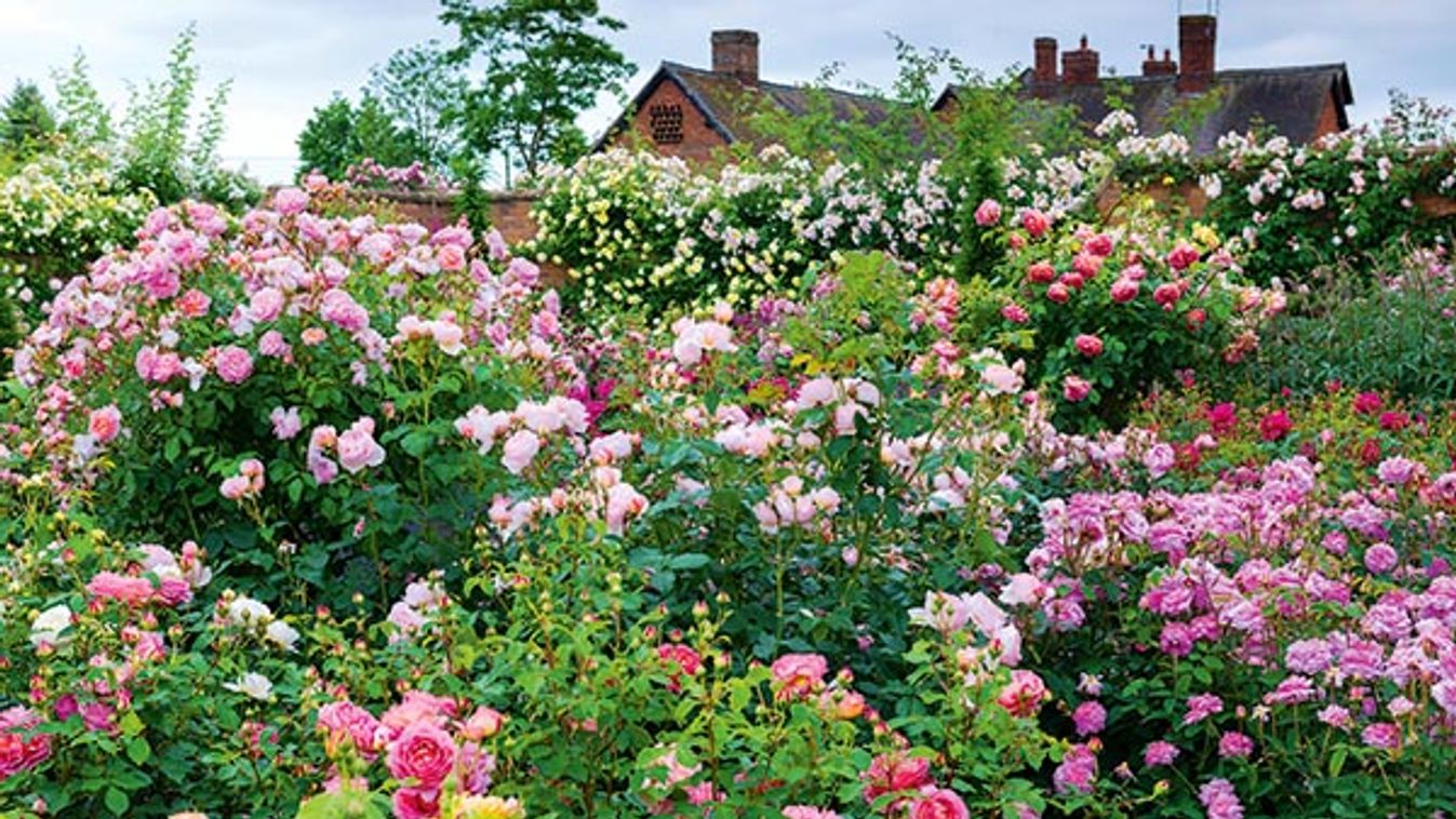 David Austin Roses.