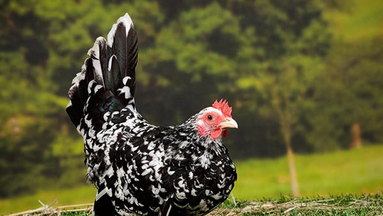 Mottled Chabo / Japanese Bantam Chicken hen