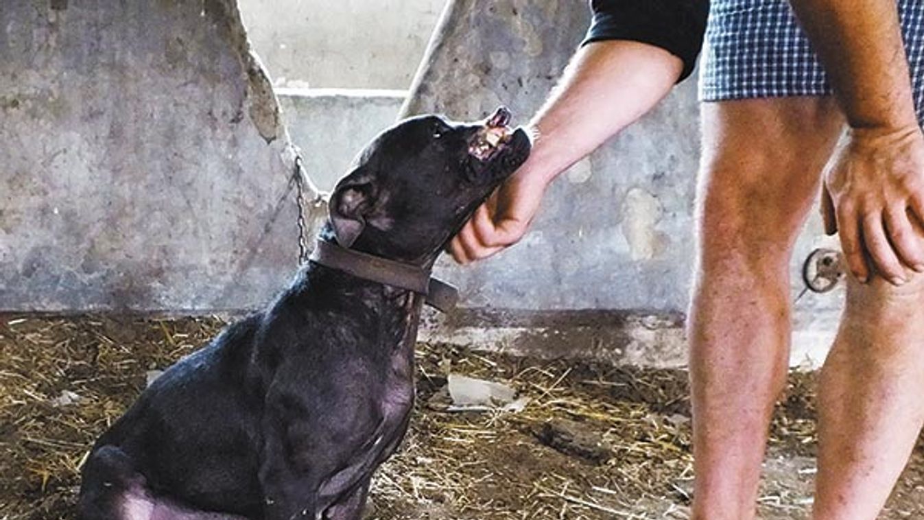 Szörnyű sebekkel mentették ki a kutyákat! Tiltott kutyaviadal