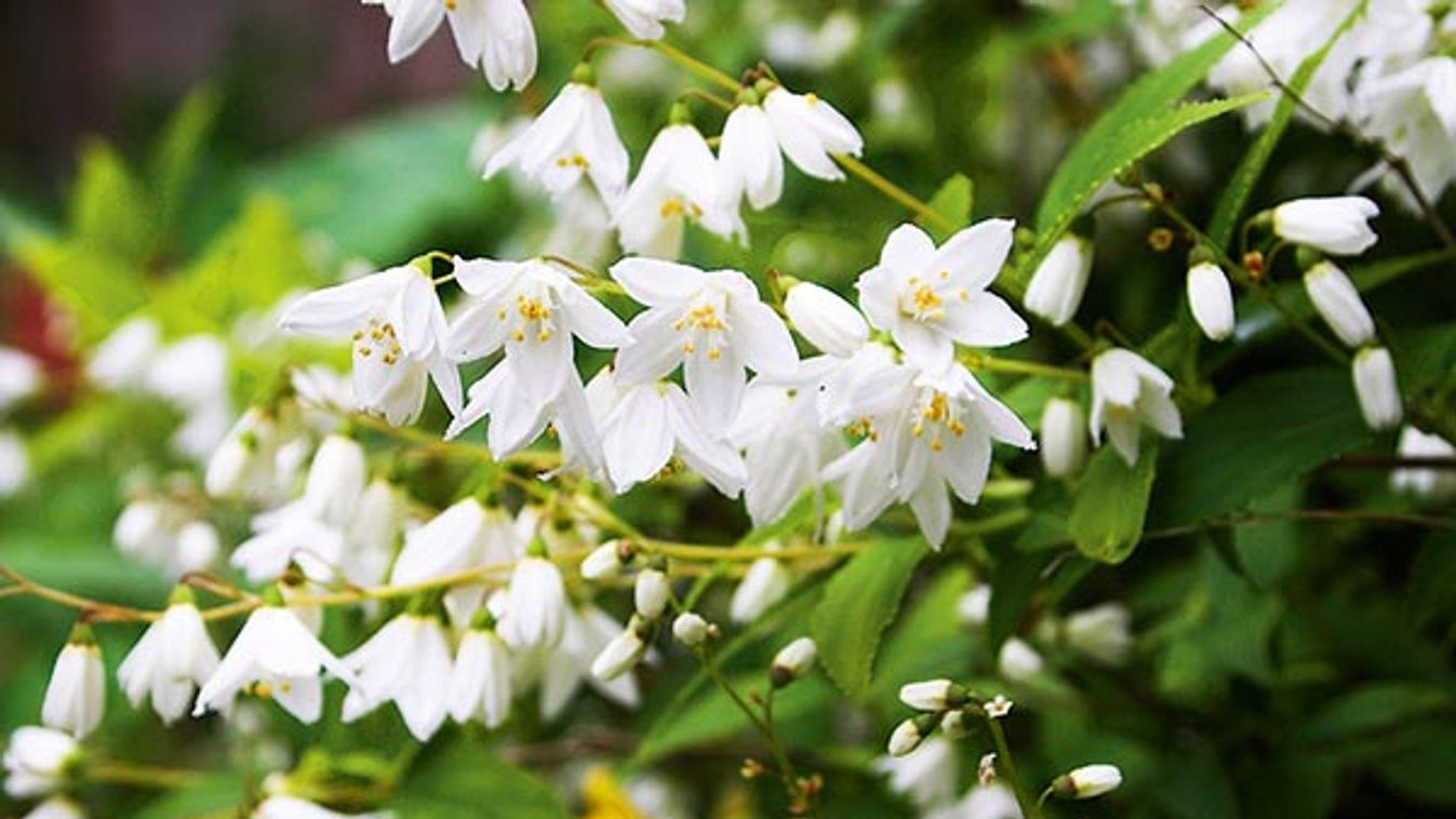 Deutzia gracilis