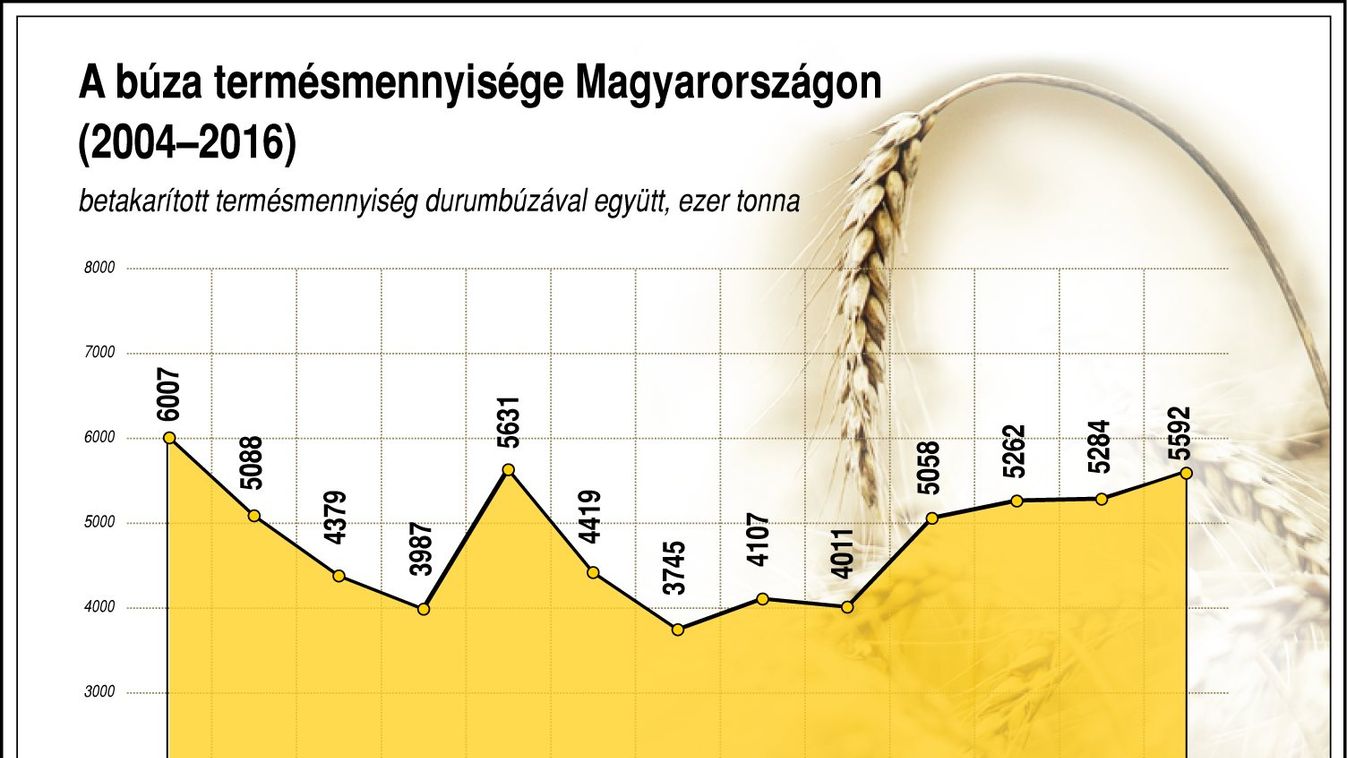 Kevés lesz a magtár? - Hová tesszük a tengernyi kukoricát?