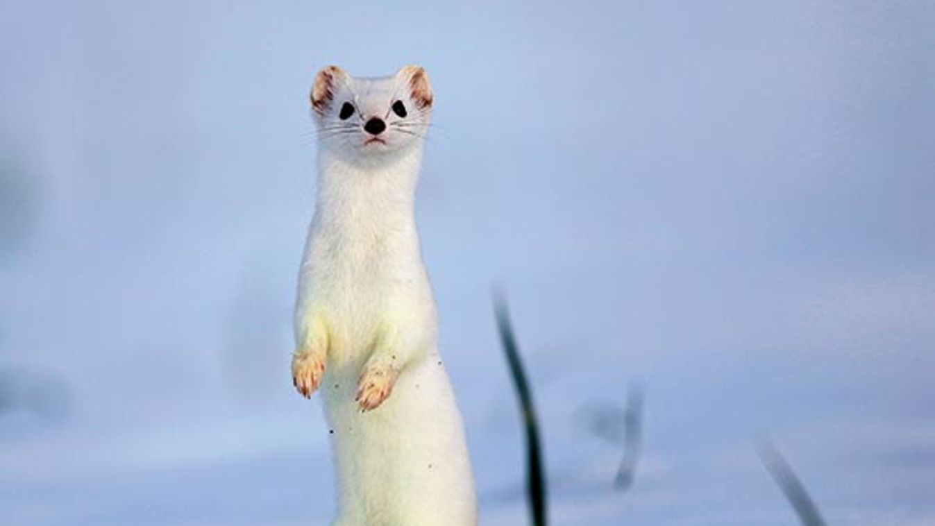 Ermine ( Mustela erminea ) in white coat of winter on snow, Prealps.