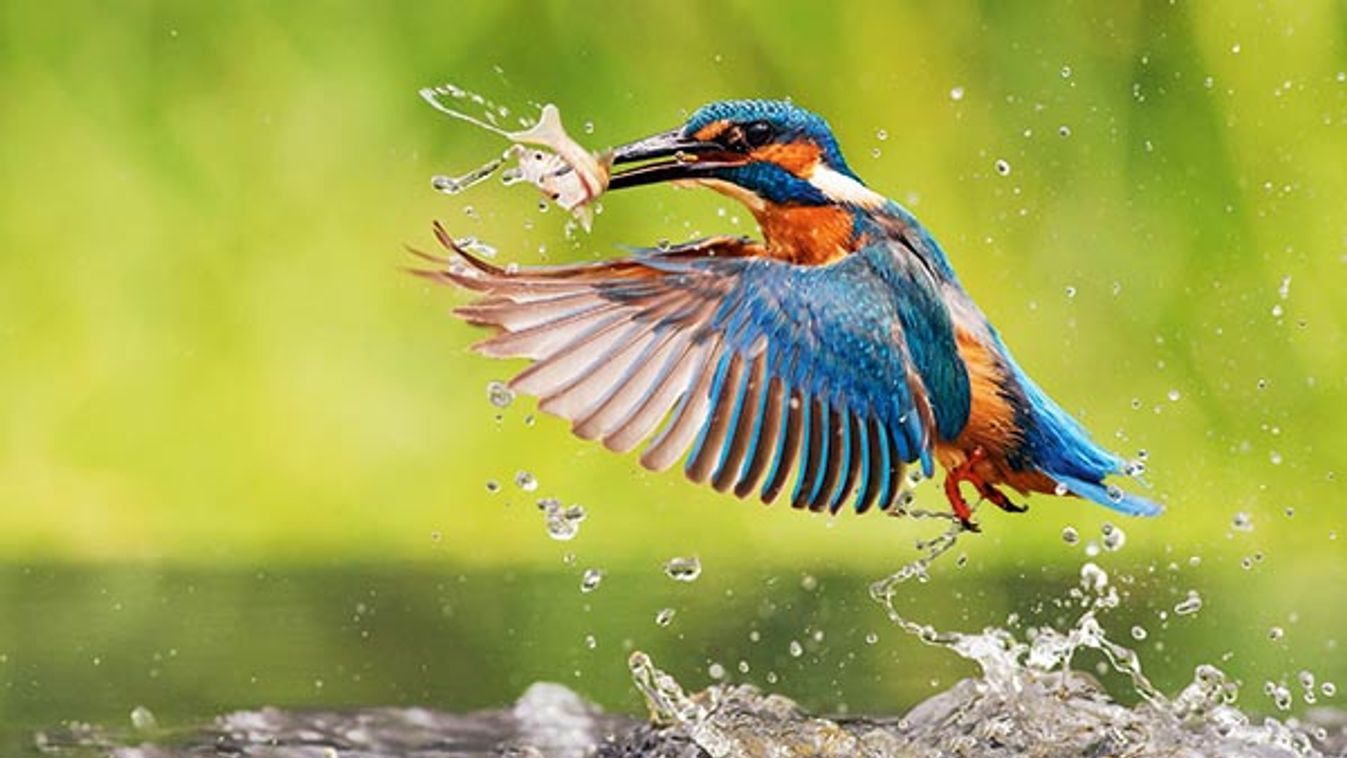 Male Common Kingfisher (Alcedo atthis) emerging from water with a fish