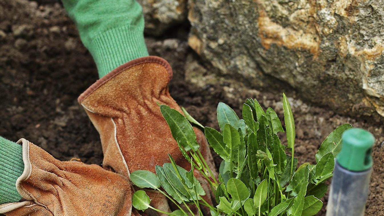 Plantation of garden sorrel in a kitchen garden