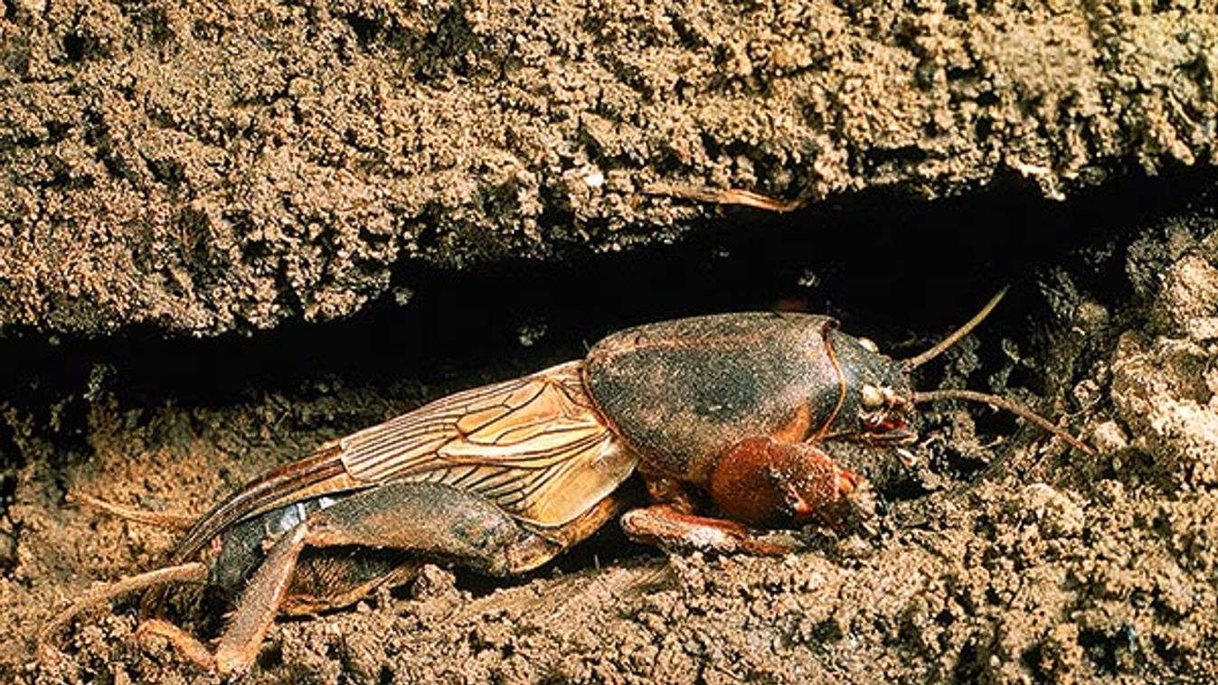 COURTILLIERE gryllotalpa gryllotalpa Europe France MOLE CRICKET ANIMAL INSECT INSECTE Europe