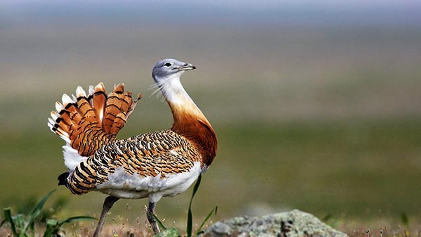 Great Bustard displaying male (Otis tarda)