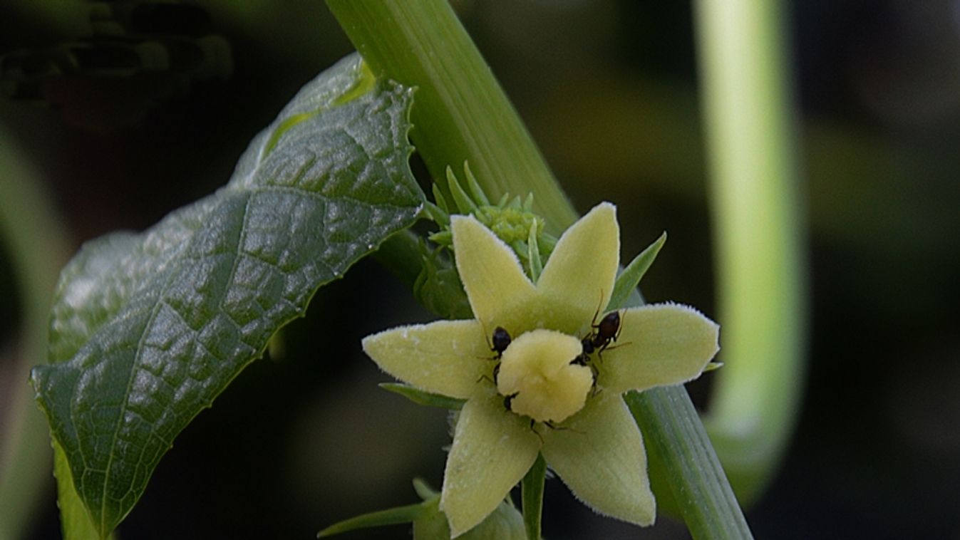 Termesszék velem! Csó-csó: Chayote (Sechium edule)