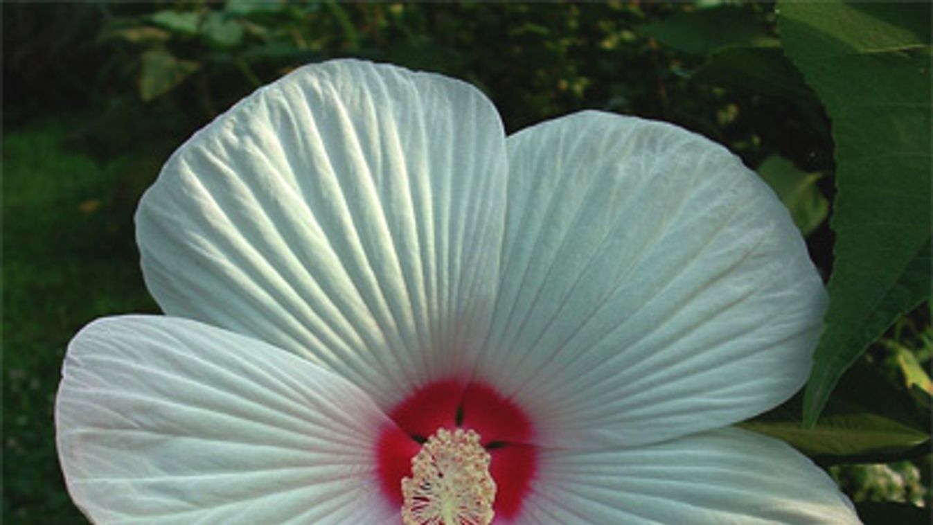 Termesszék velem: mocsári hibiszkusz