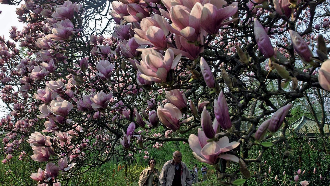 Berlin Botanical Gardens