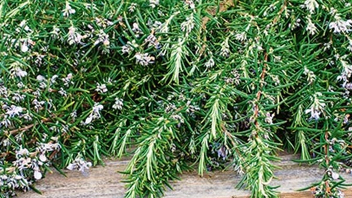 Rosemary herb