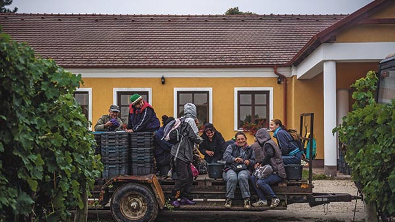 Bor, mámor, Csepel - 75 éves Fatmagül-rajongó a szüreten