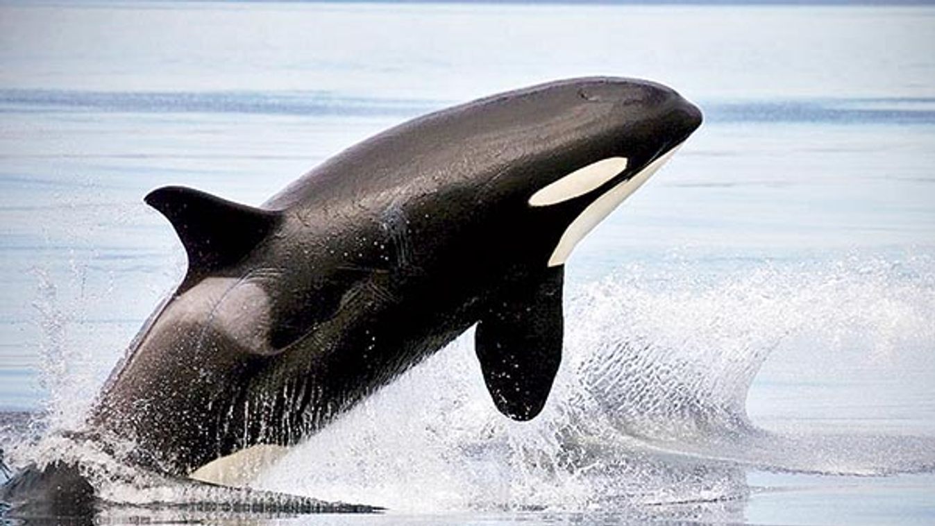 Tilikum háromszor is gyilkolt