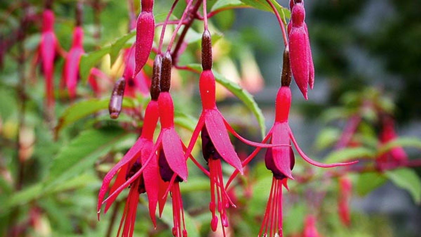 Hardy Fuchsia (Fuchsia magellanica), flowers