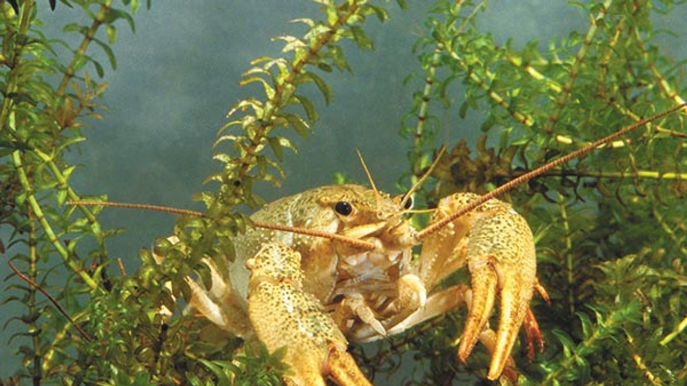 Turkish crayfish - Narrow-clawed crayfish - Galician crayfish - Danube crayfish (Astacus leptodactylus) underwater
