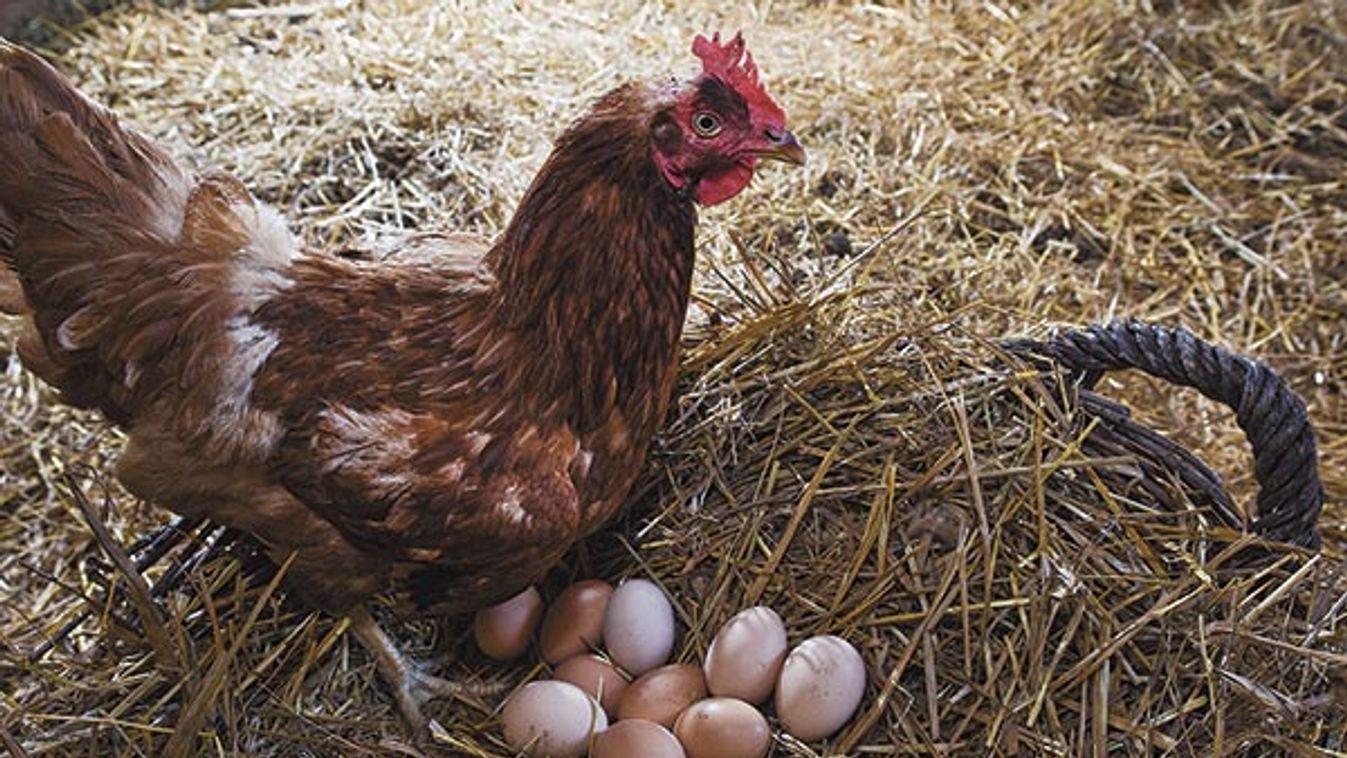 Méret a lényeg - Ha egy kicsit számolna a háziasszony, rájönne, hogy át van verve az akciókkal!