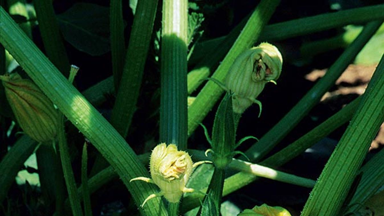 COURTYARDGETTE GRISE (CUCURBITA)