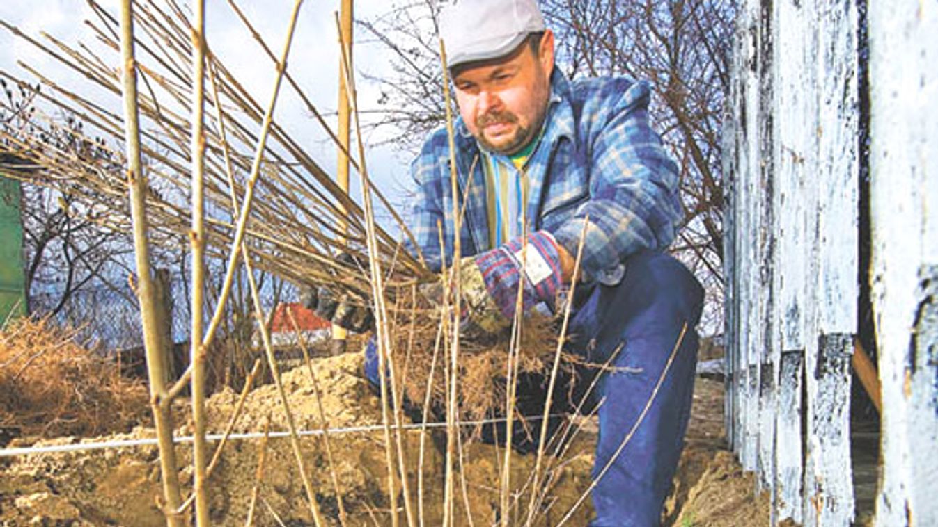 Intim kert szivarfával