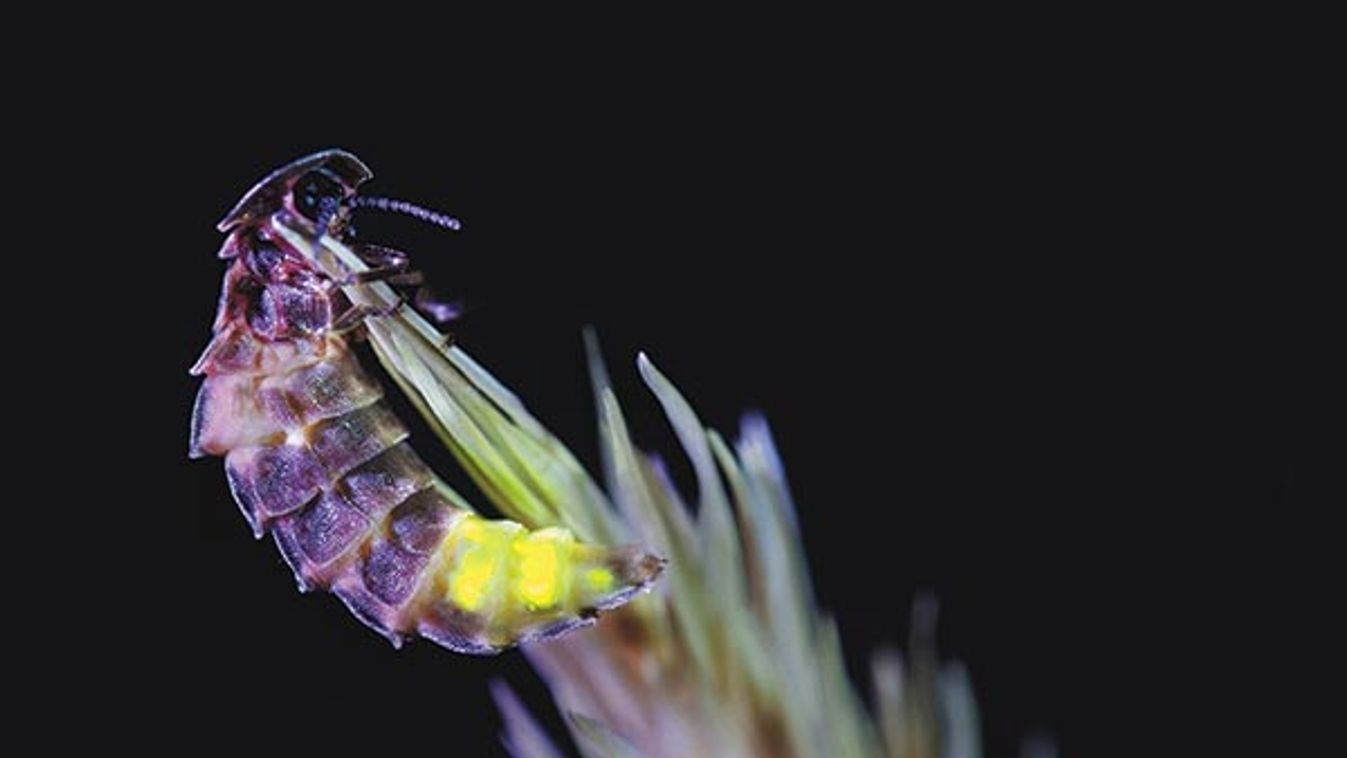 Glow Worm - female (Lampyris noctiluca)