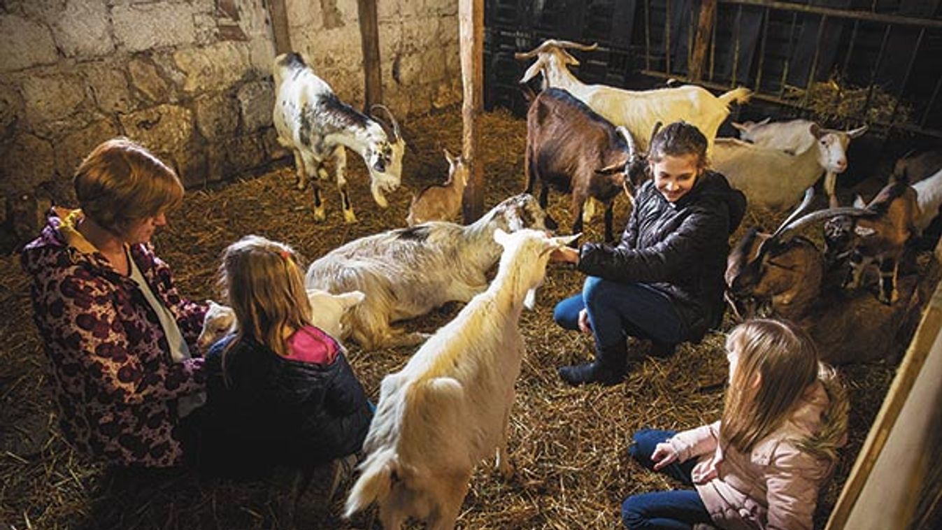 Hadd babusgassunk, kis foltos! - Elléskor jártunk az Idamajorban, ahová tódultak a jelentkezők!