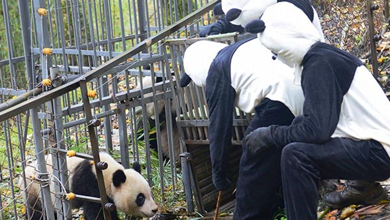 Trained Panda Ready To Return To Nature