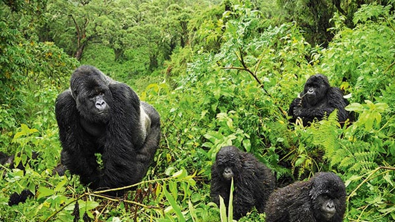 Mountain Gorilla (Gorilla beringei beringei)