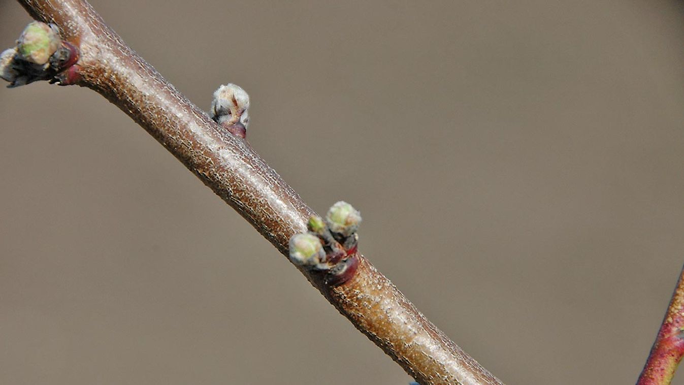 Metszés előtt: termőrészismeret