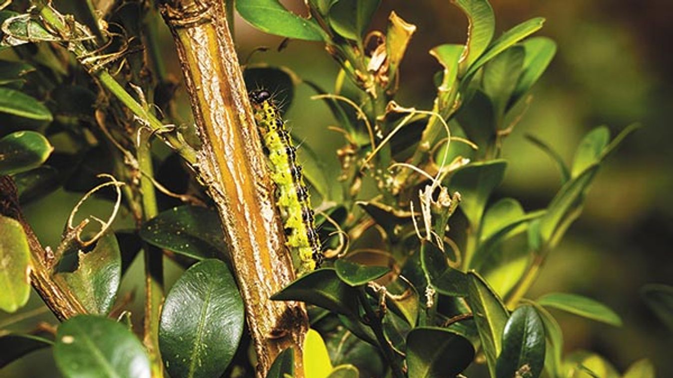 Caterpillar of the box tree moth (Cydalima perspectalis) eating box