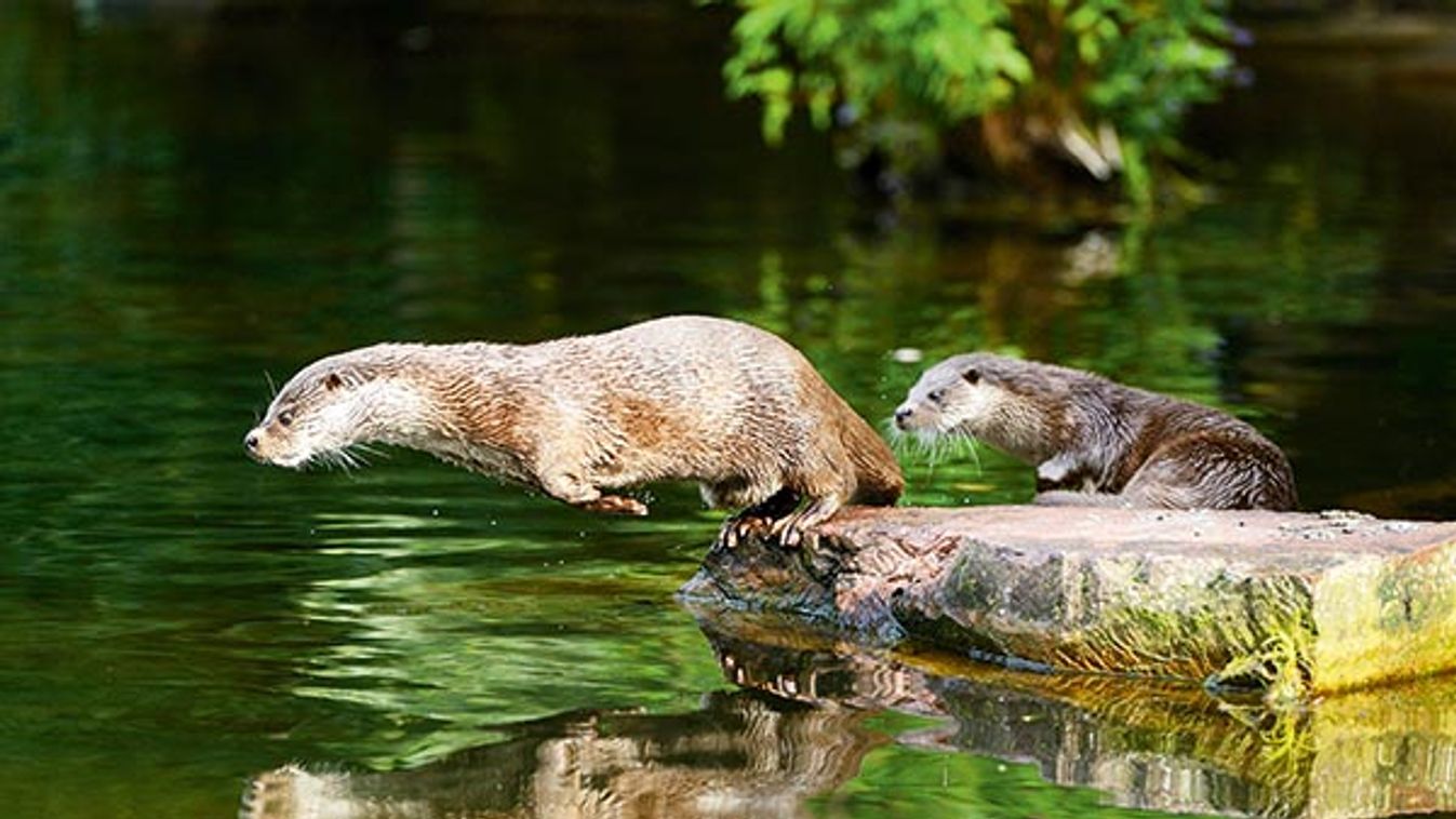 Two European Otters (Lutra lutra) Jumping into Water from Rock