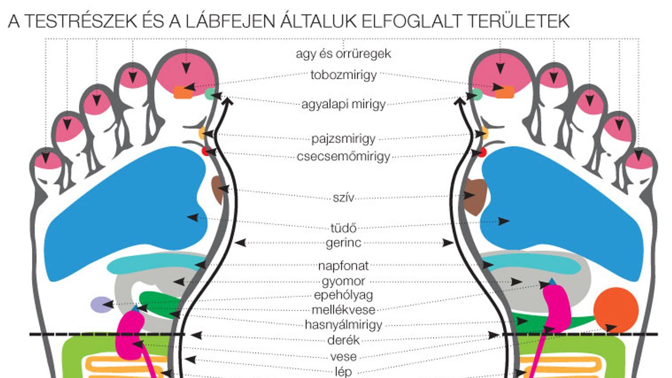 Segítünk megfejteni lába üzeneteit!