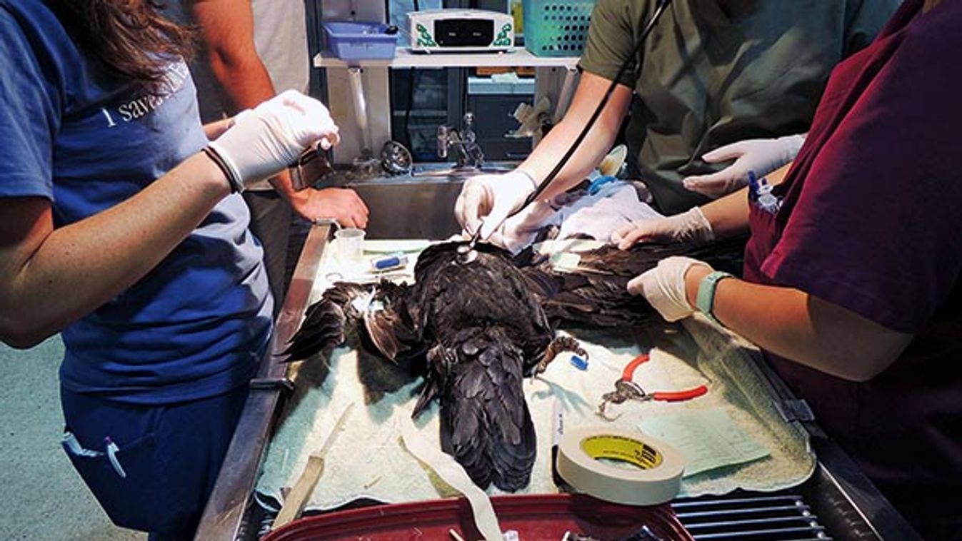 Injured Raven Receives Feather Transplants To Help It Fly again.