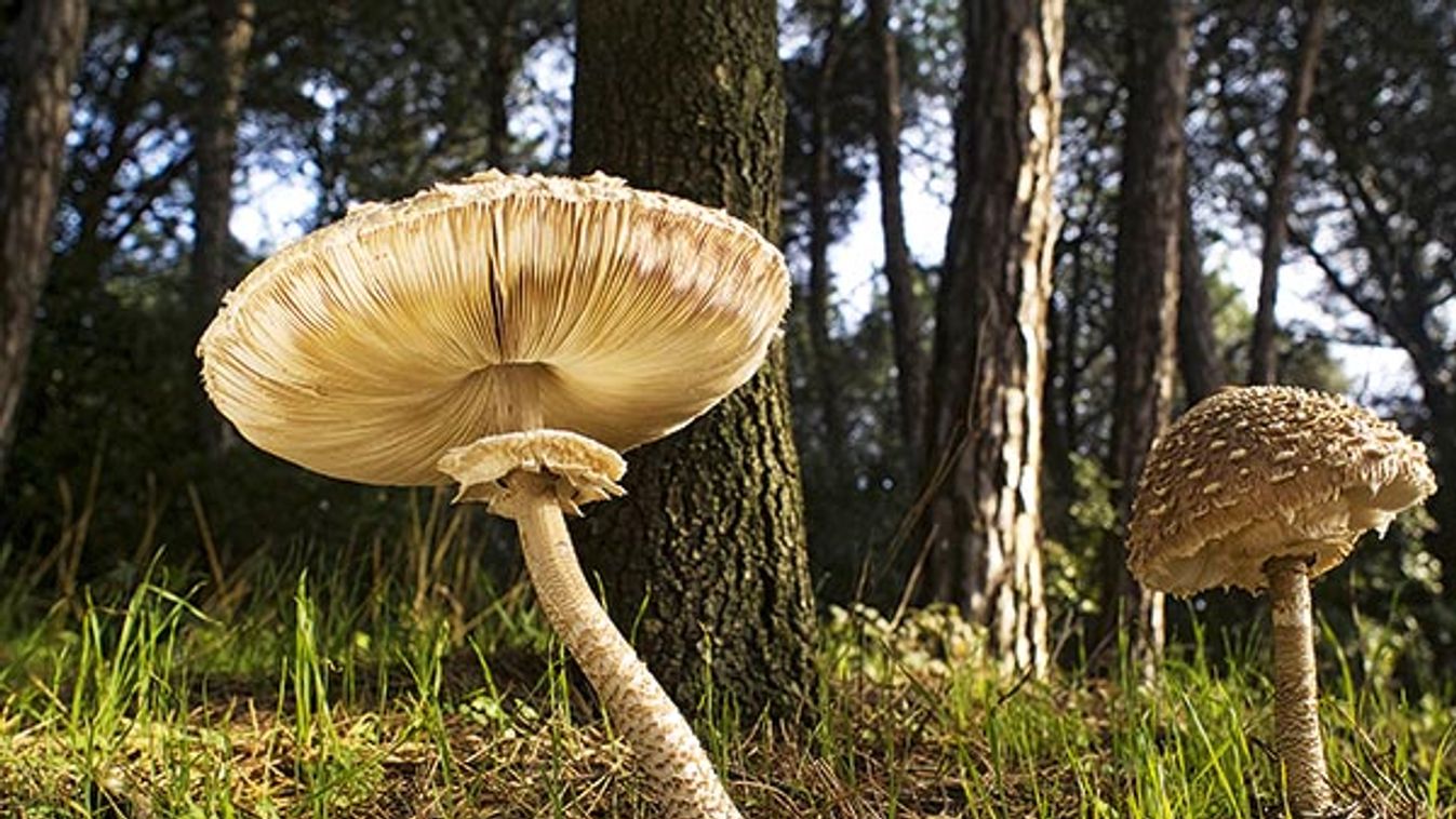 Parasol mushroom - Spain.