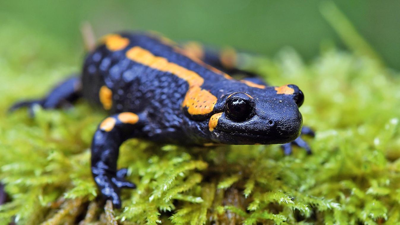 Rewilding project in Thuringian Forest