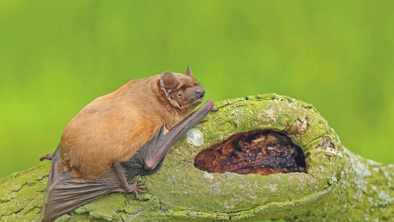 Adult,Common,Noctule,Nyctalus,Noctula