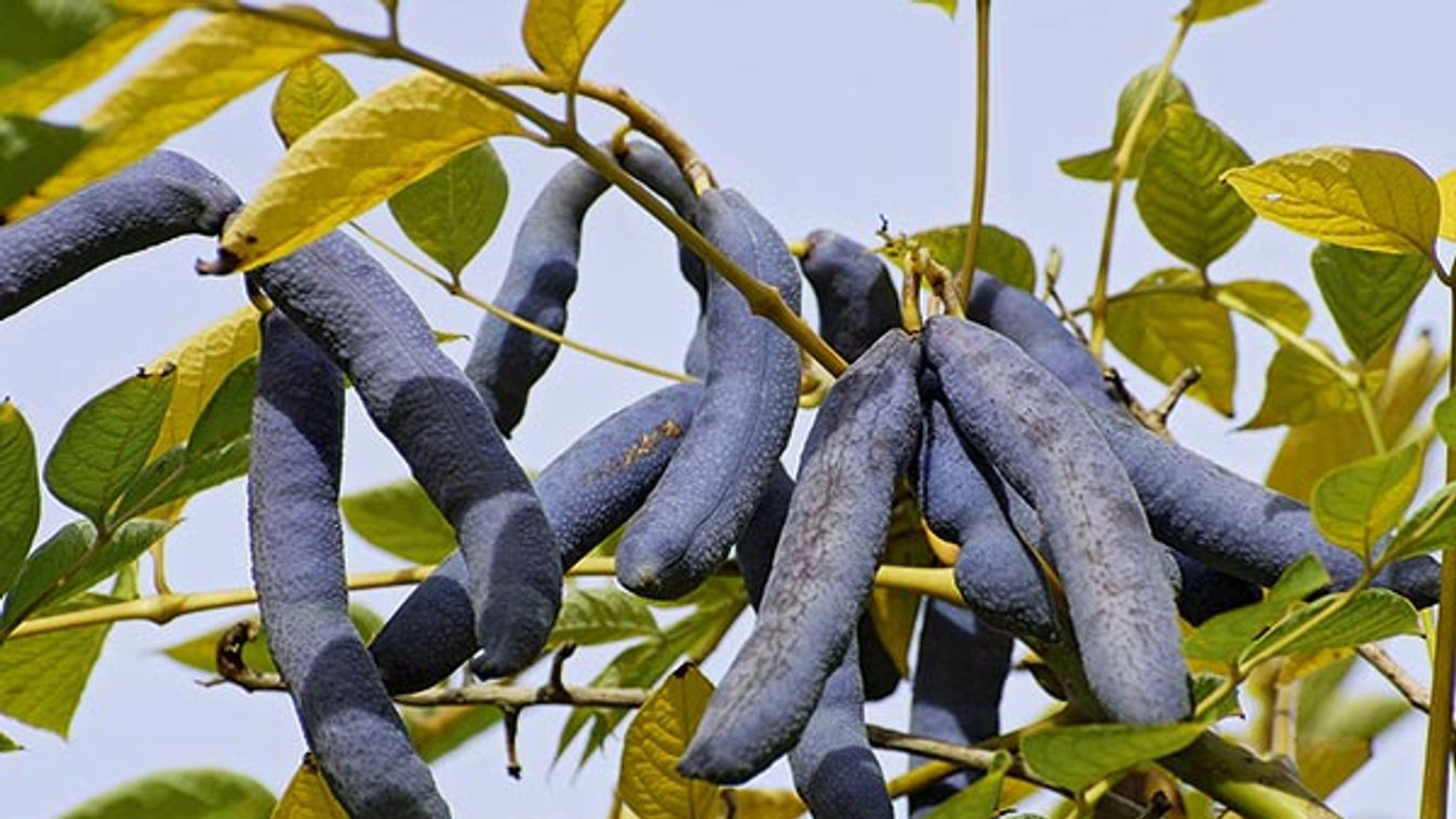 Dead Man's Fingers, Blue bean shrub, Blue bean tree (Decaisnea fargesii), fruits on a twig