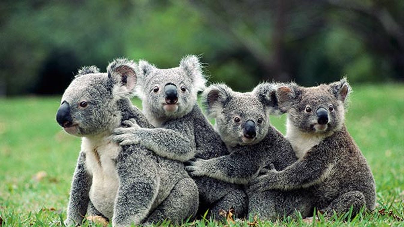 Koala (Phascolarctos cinereus) group in a line, Australia.