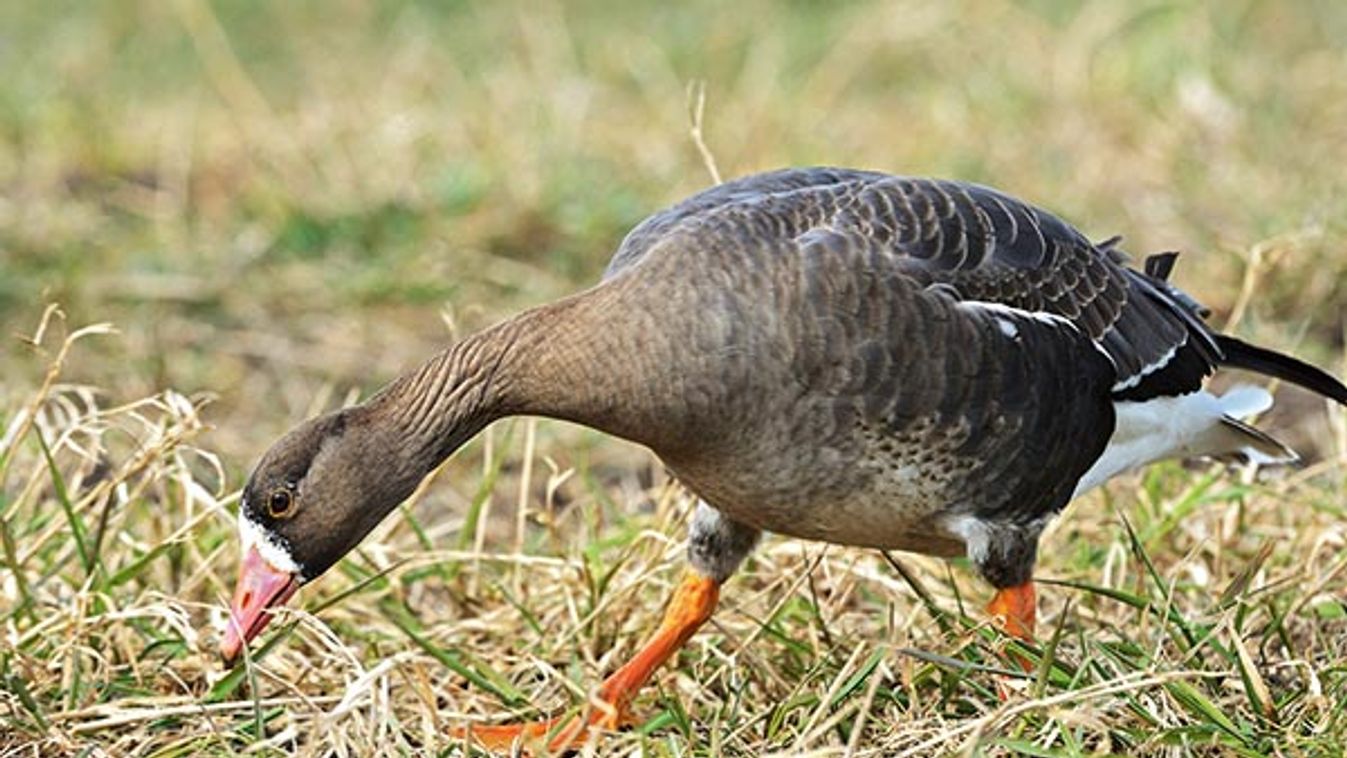 White-fronted goose