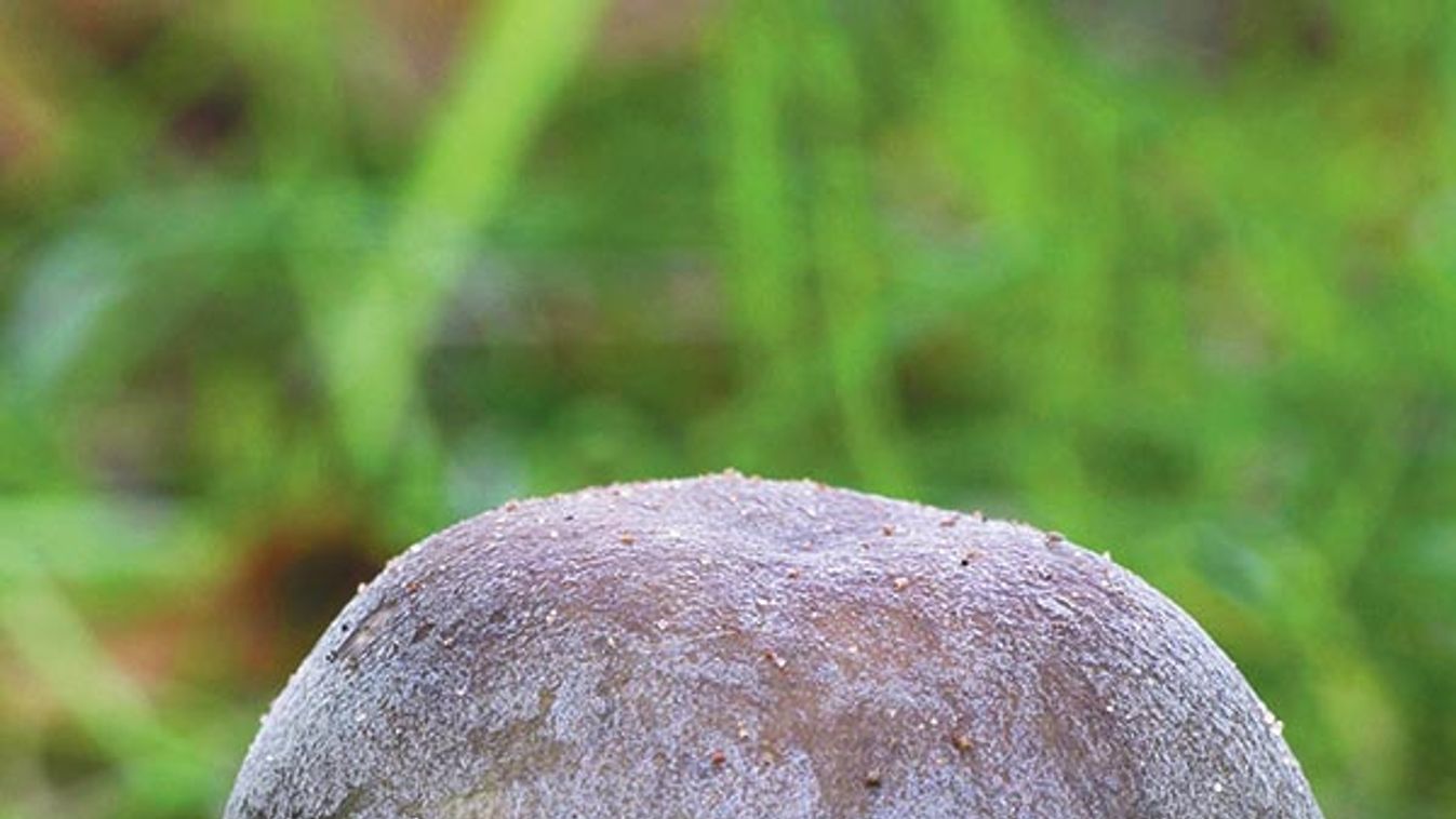 Charcoal Burner - Russula cyanoxantha